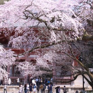 【絶景】2022年　京都の絶景桜名所２選